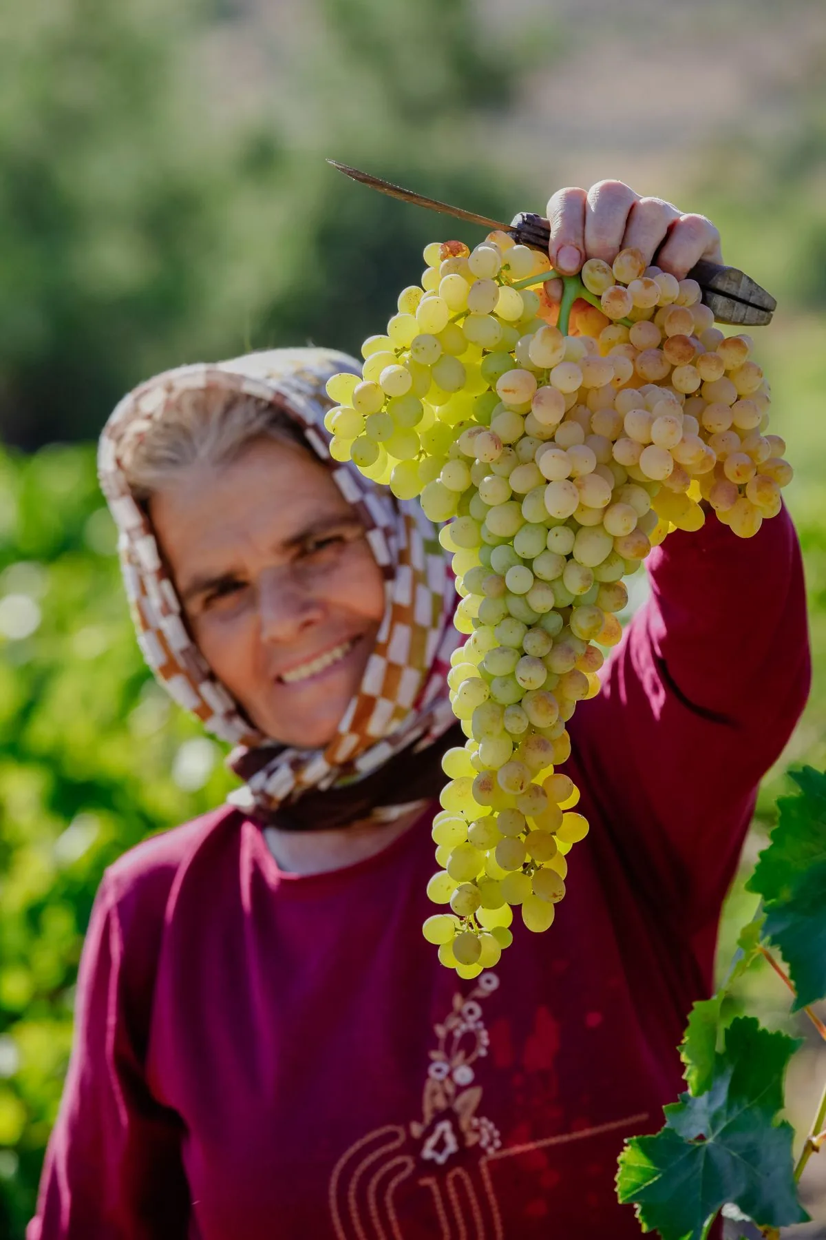 Bağda üzüm hasadı