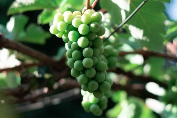 NATURELLA ÜZÜM SİRKESİ